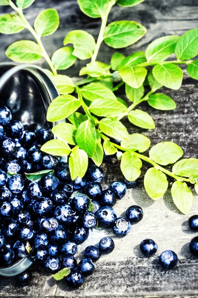 Frische Blaubeeren mit grünen Blättern in einem Metalleimer — Stockfoto