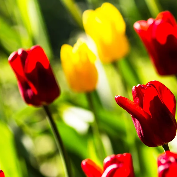 Spring  background with beautiful tulips. — Stock Photo, Image