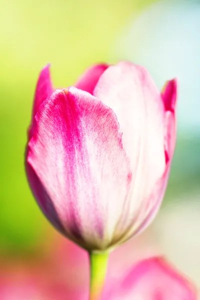 Single Tulip — Stock Photo, Image