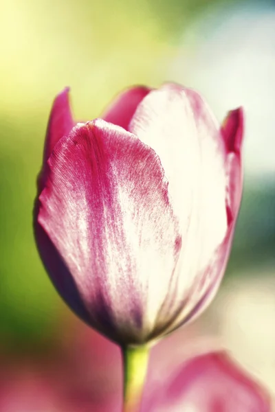 Single Tulip — Stock Photo, Image