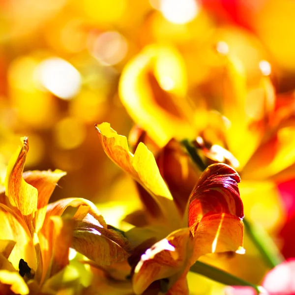 Voorjaar achtergrond met mooie bloemen — Stockfoto