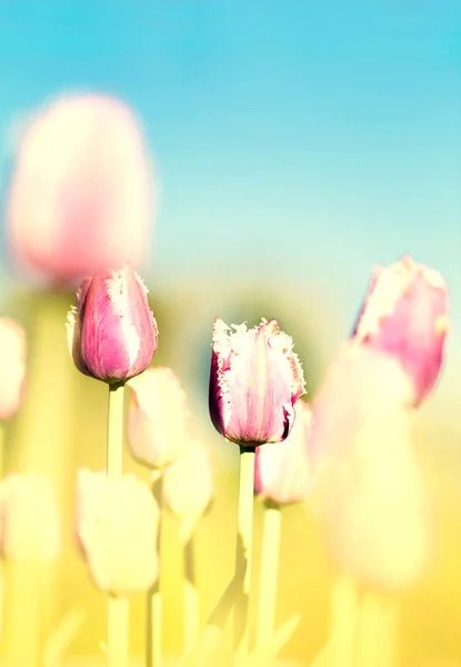 Beautiful spring flowers. — Stock Photo, Image