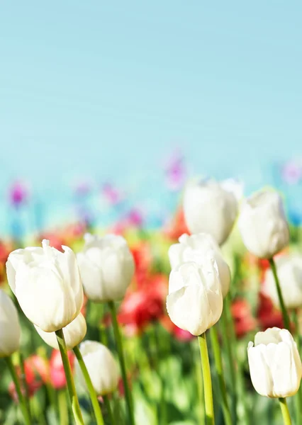 Field of and colorful tulips — Stock Photo, Image