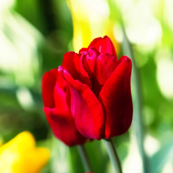 Červené tulipány — Stock fotografie