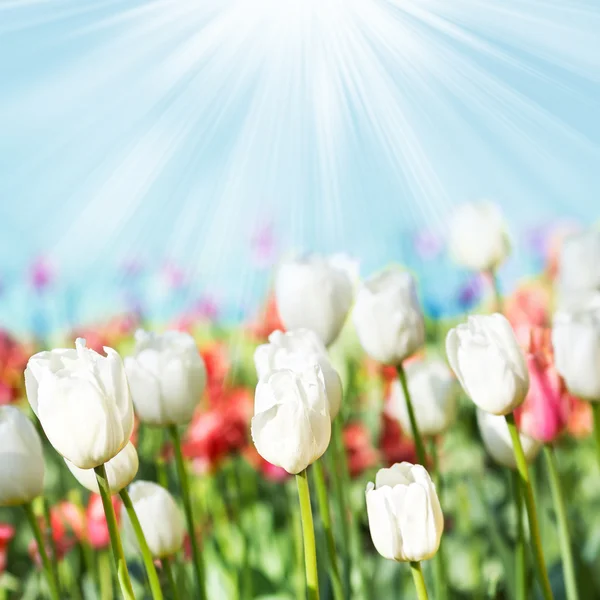 Prato primaverile con tulipani — Foto Stock