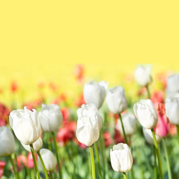 White and red  tulips. — Stock Photo, Image