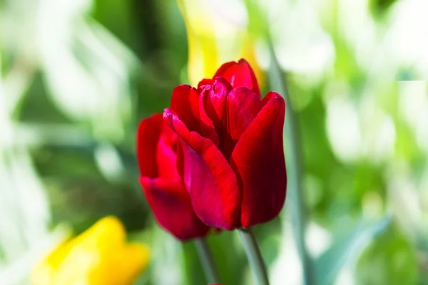 Red Flowers — Stock Photo, Image