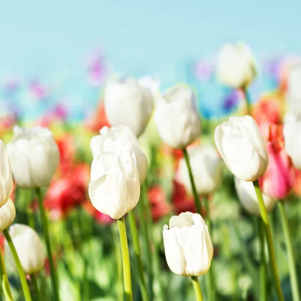 Spring Flowers and  blue sky. — Stock Photo, Image