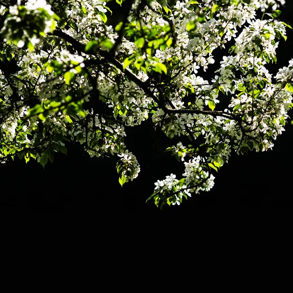 Třešňové květy pozadí — Stock fotografie