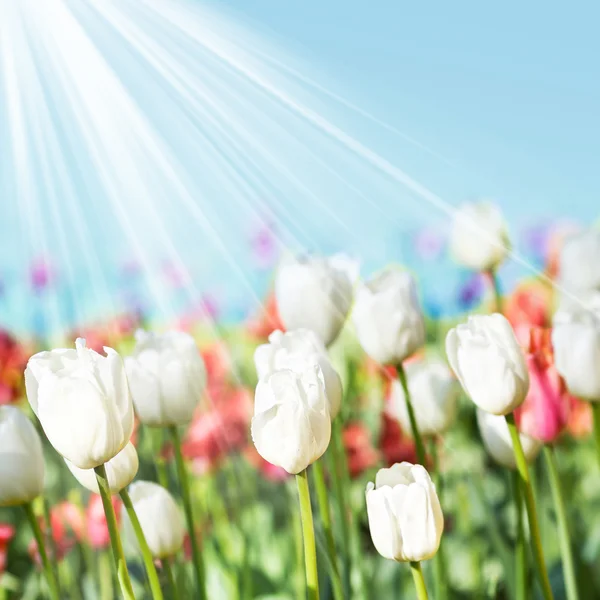 Prado de primavera com tulipas — Fotografia de Stock
