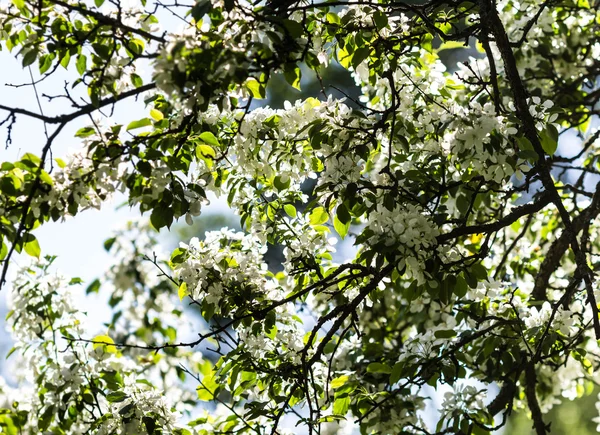 White cherry tree flowers — Stock Photo, Image