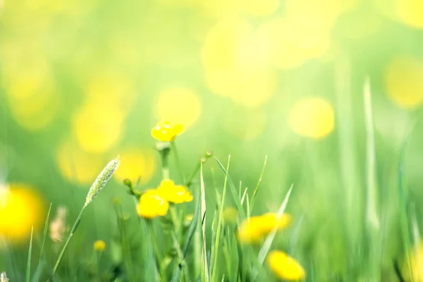 Κίτρινα άνθη την άνοιξη — Φωτογραφία Αρχείου