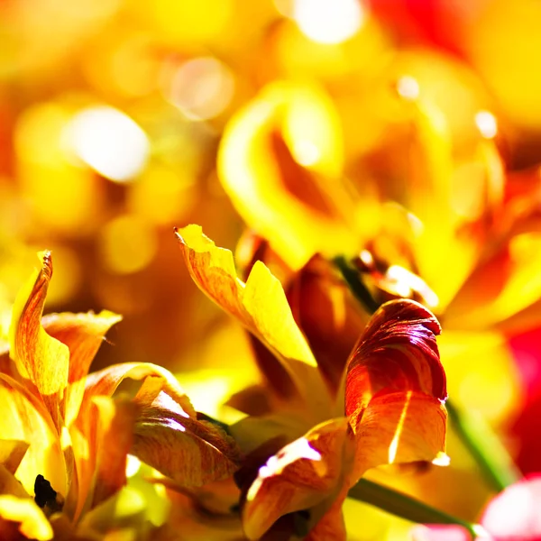 Gele Lentebloemen — Stockfoto