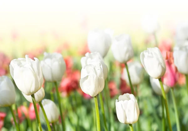Beautiful spring meadow with tulips. — Stock Photo, Image