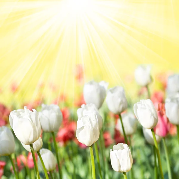 Tulipas vermelhas com luz solar — Fotografia de Stock