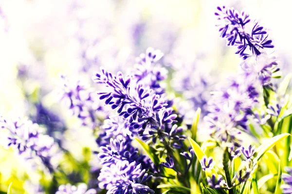 Lavender Flowers — Stock Photo, Image