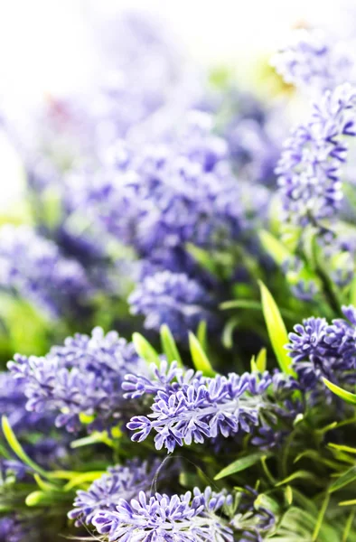 Flores de lavanda — Fotografia de Stock