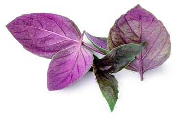 Mor fesleğen yaprakları beyaz arka planda izole edilmiş, yakın plan. Fesleğen