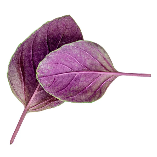 Feuilles Basilic Violet Isolées Sur Fond Blanc Gros Plan Herbe — Photo