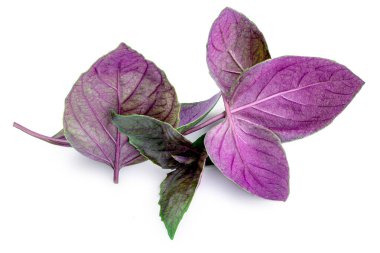 Mor fesleğen yaprakları beyaz arka planda izole edilmiş, yakın plan. Fesleğen.