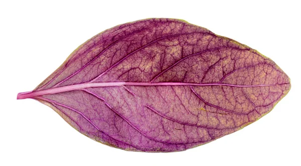 Feuilles Basilic Violet Isolées Sur Fond Blanc Gros Plan Herbe — Photo