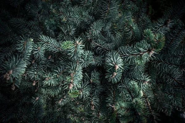Christmas Fir Tree Branches Background Christmas Pine Tree Wallpaper Copy — Stock Photo, Image