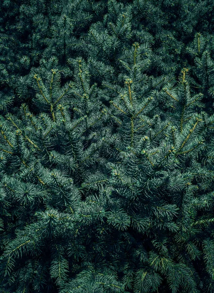 Christmas Fir Tree Branches Background Christmas Pine Tree Wallpaper Copy — Stock Photo, Image