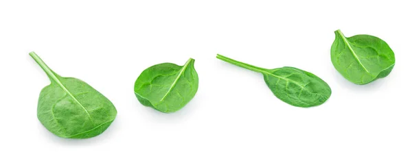 Flying Spinach Leaves Isolated White Background Spinach Leaf Macro Top — Stock Photo, Image