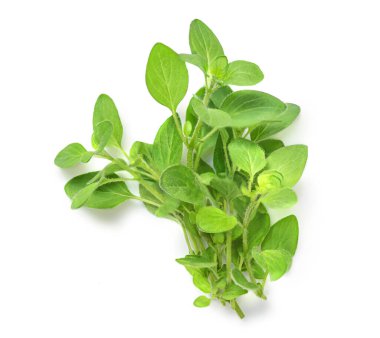 Oregano ya da marjoram yaprakları beyaz arka planda izole edilmiş. Taze kekik baharatı yakın.