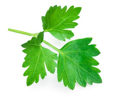 Maydanoz. Maydanoz bitkisi beyaz arkaplanda izole edildi.