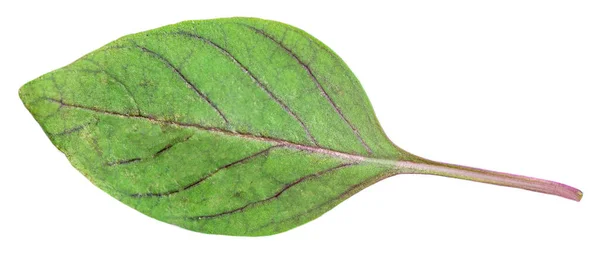 Purple Basil Leaves Isolated White Background Close Basil Herb — Stock Photo, Image