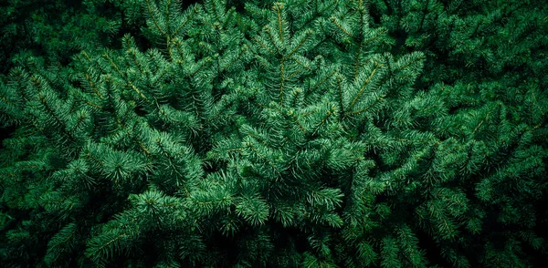 Kerst Dennenboom Takken Achtergrond Kerstboom Behang Kopieerruimte — Stockfoto