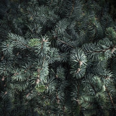 Noel ağacı dalları arka planda. Noel ağacı duvar kağıdı. Boşluğu kopyala