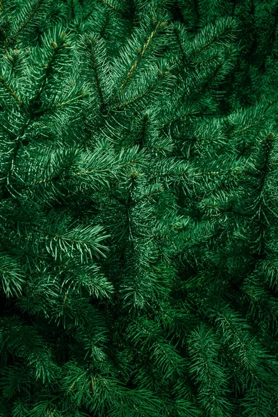 Noel ağacı dalları arka planda. Noel ağacı duvar kağıdı. Boşluğu kopyala