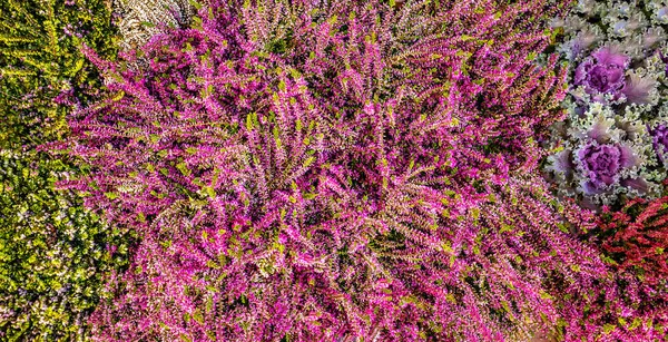 Vahşi Fundalıkta Çiçek Açıyor Güzel Pembe Calluna Vulgaris Çiçek Arkaplanı — Stok fotoğraf