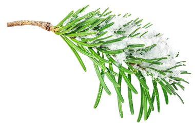 Beyaz arkaplanda karla kaplı bir dal. Noel kutlaması