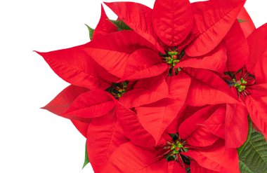 Kırmızı Noel çiçeği Poinsettia beyaz arka planda izole edilmiş. Xmas sembolü Euphorbia Flat yatıyordu. Üst görünüm