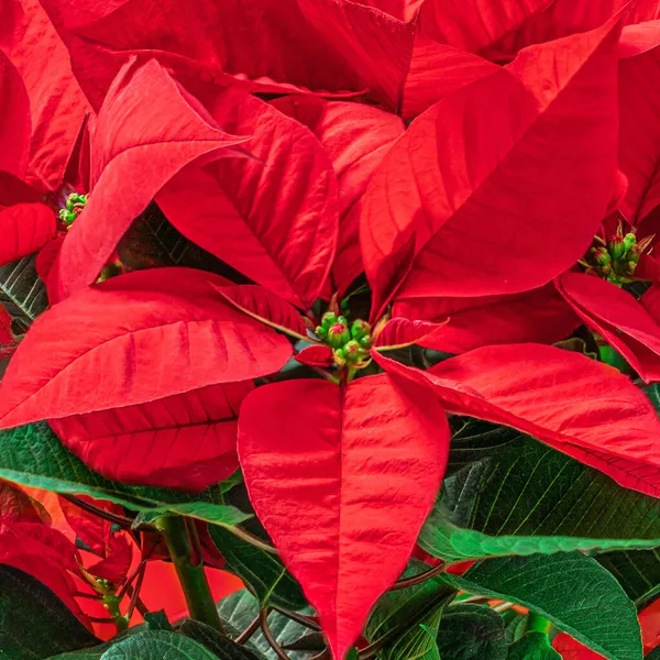 Fleur Noël Rouge Poinsettia Comme Fond Papier Peint Symbole Noël — Photo