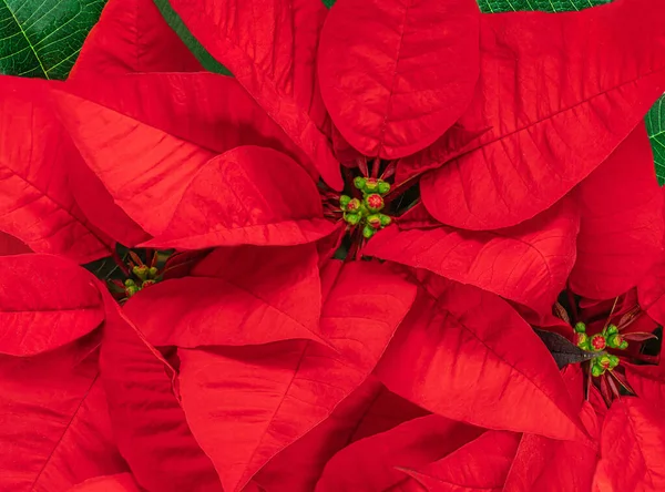 Punainen Joulun Kukka Joulutähti Taustana Kuvio Joulu Symboli Euphorbia Top — kuvapankkivalokuva