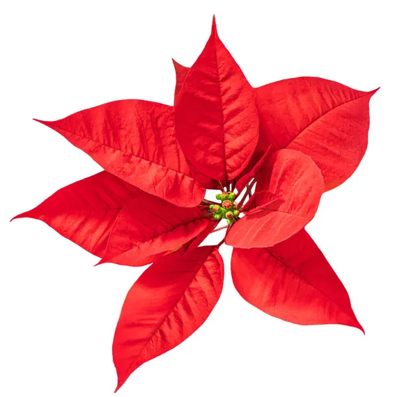 Flor Vermelha Natal Poinsettia Isolado Fundo Branco Símbolo Natal Leigos — Fotografia de Stock