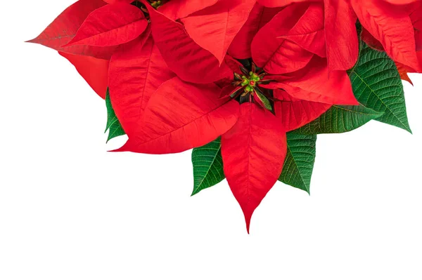 Fiore Rosso Natale Poinsettia Isolato Sfondo Bianco Simbolo Natale Euphorbia — Foto Stock