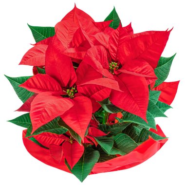 Beyaz arka planda izole edilmiş bir saksıdaki oinsettia. Kırmızı Noel çiçeği 