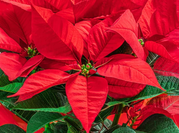 Flor Roja Navidad Poinsettia Como Fondo Fondo Pantalla Símbolo Navidad — Foto de Stock