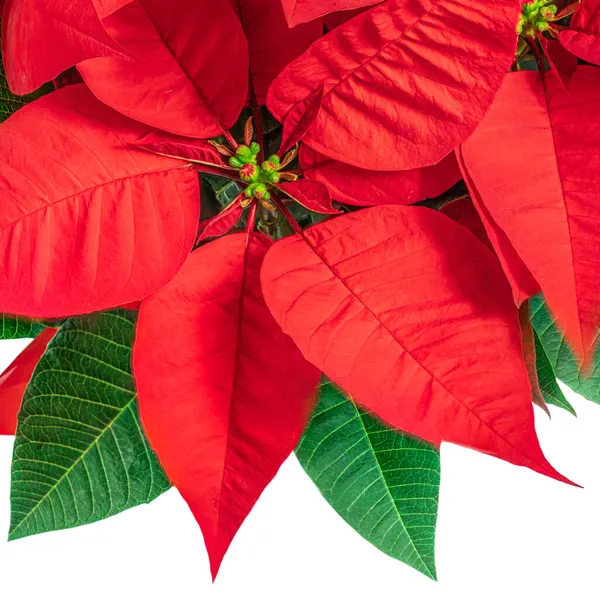 Rote Weihnachtsblume Weihnachtsstern Auf Weißem Hintergrund Weihnachtssymbol Euphorbia Von Oben — Stockfoto
