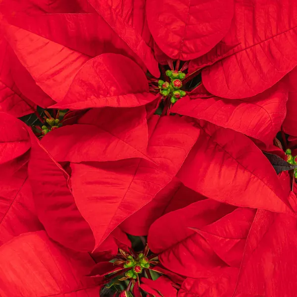 Flor Vermelha Natal Poinsettia Como Fundo Papel Parede Símbolo Natal — Fotografia de Stock