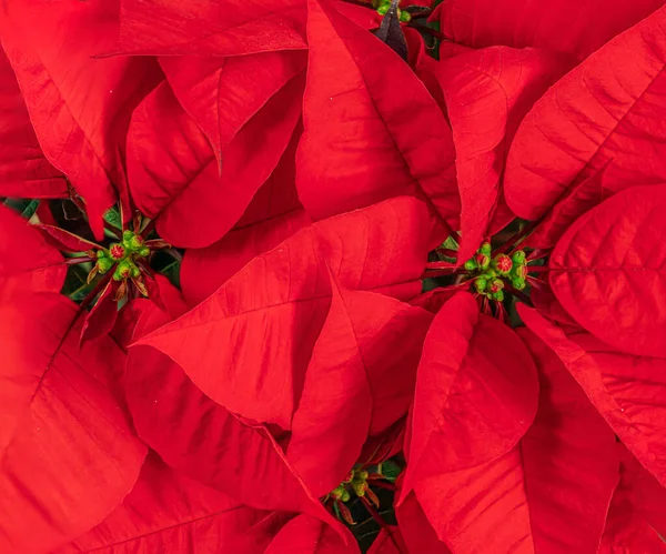 Flor Vermelha Natal Poinsettia Como Fundo Papel Parede Símbolo Natal — Fotografia de Stock