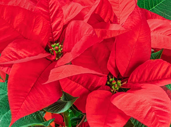 Flor Vermelha Natal Poinsettia Como Fundo Papel Parede Símbolo Natal — Fotografia de Stock