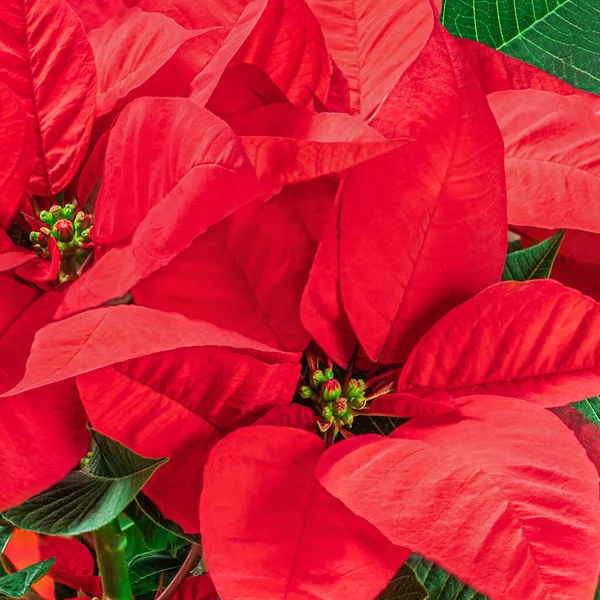 Fleur Noël Rouge Poinsettia Comme Fond Papier Peint Symbole Noël — Photo