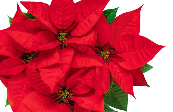 红色的圣诞花朵在白色的背景上被隔离 Mas符号Euphorbia Top View — 图库照片