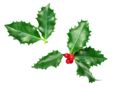 Holly Berry beyaz arka planda izole edilmiş. Noel Holly süslemesini kırmızı böğürtlenlerle yapar. Üst yaşam